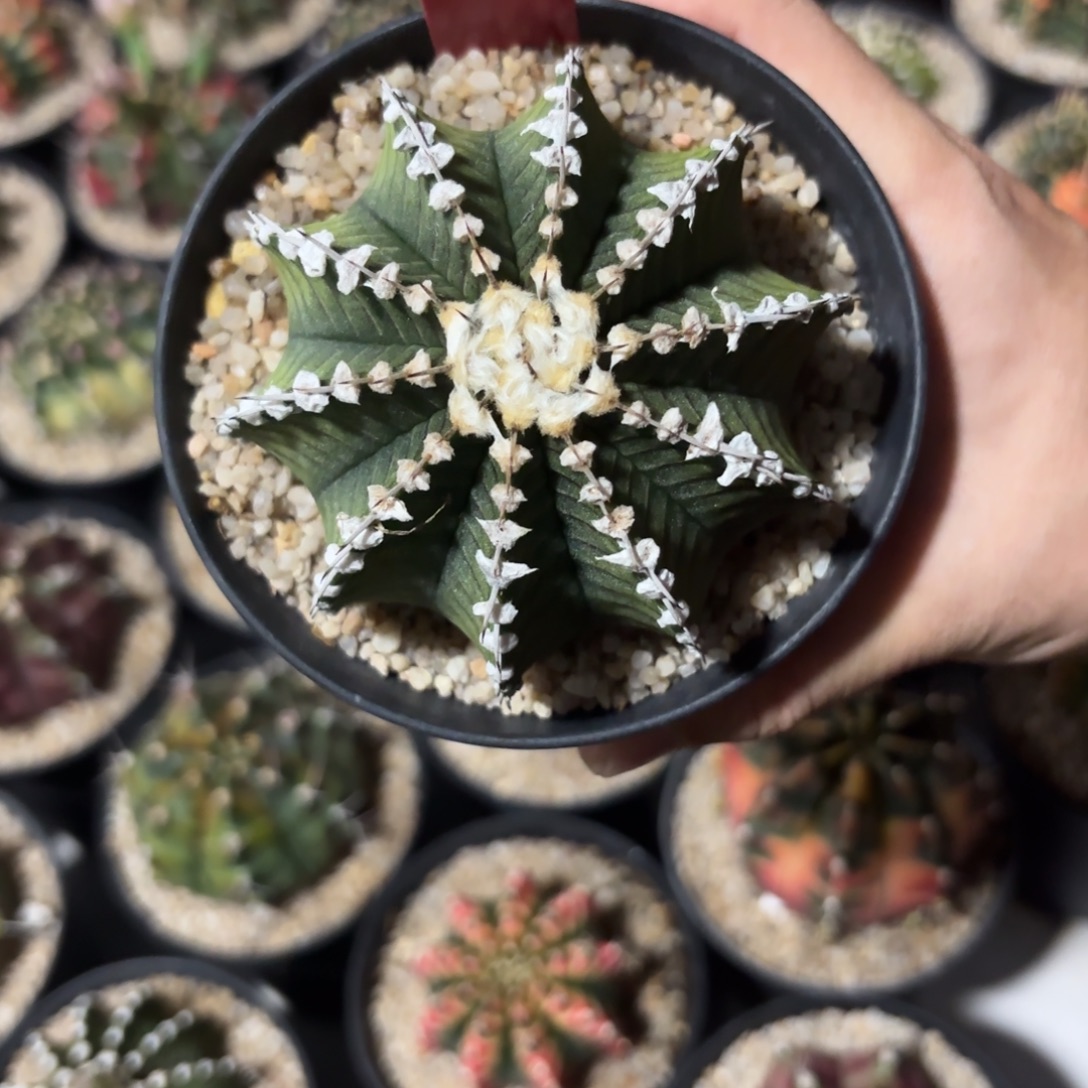 泰国米哈722-1206