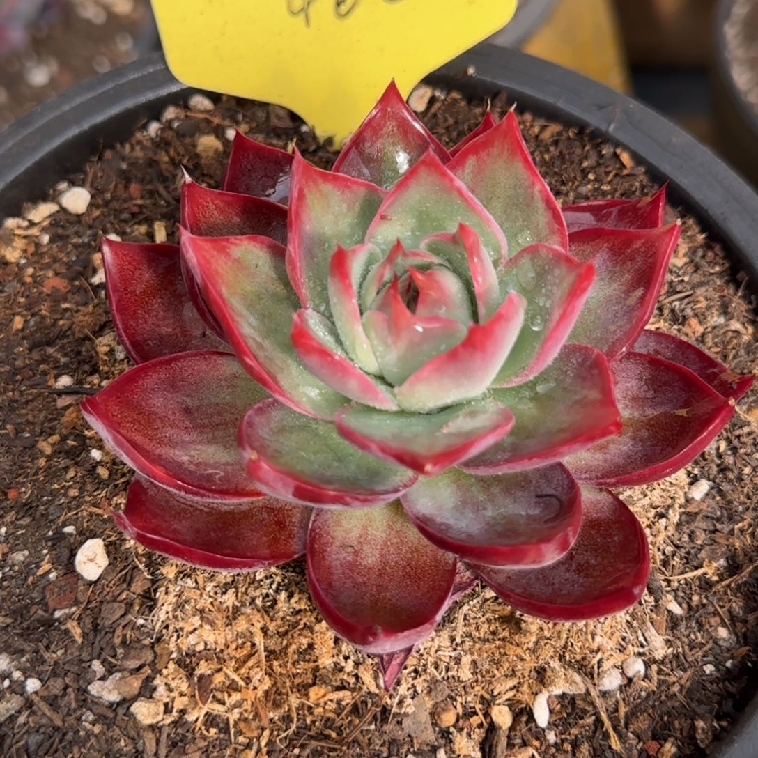 惊鸿一物一拍包装收缩花旱462