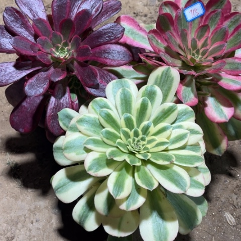 715多肉植物组合