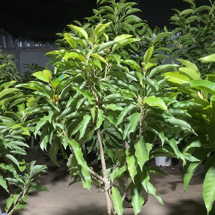 完全开放黄兰花90价位