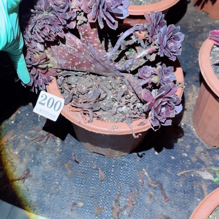 200花花公子缀化多肉植物满28包邮