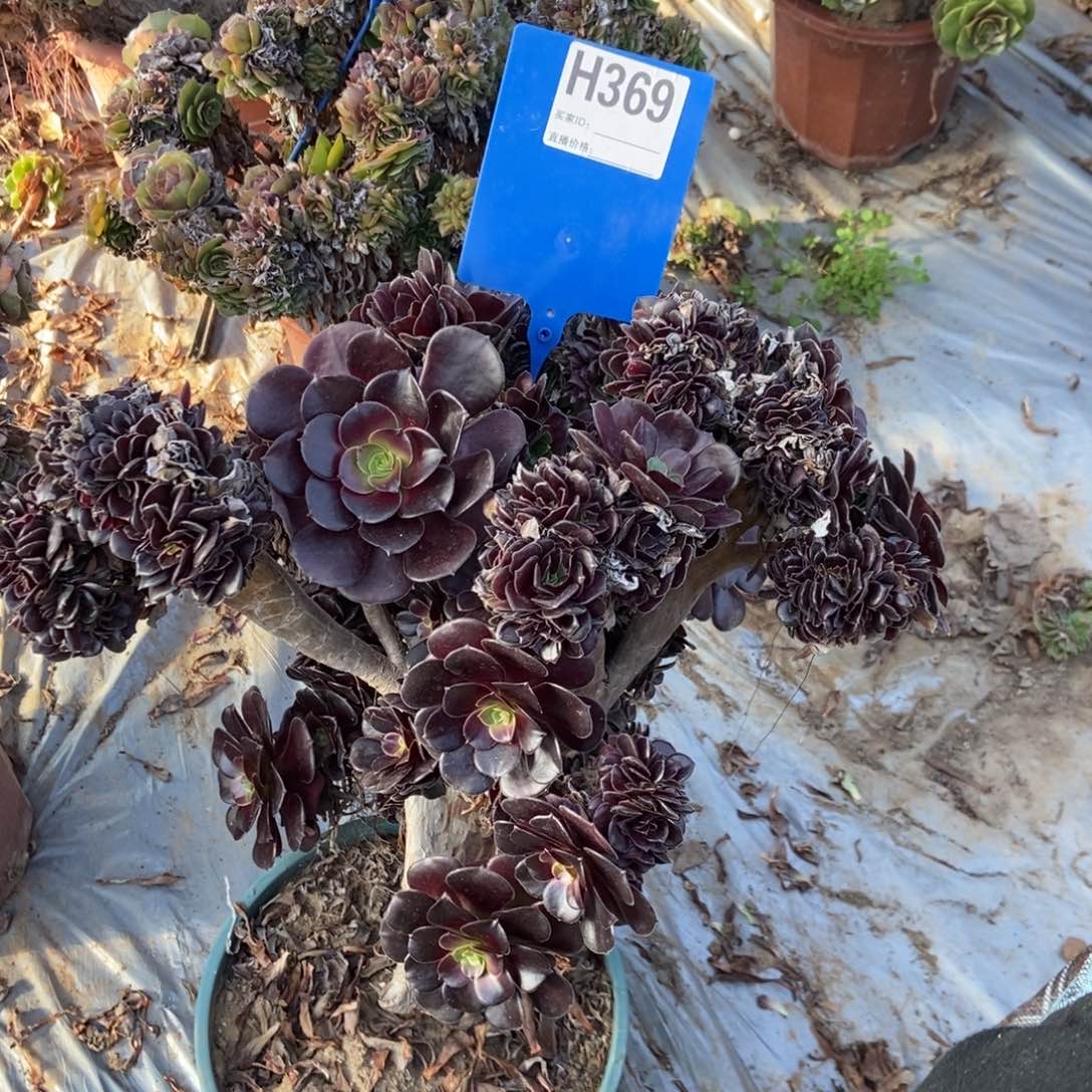 嘟***家369欧紫干伤处理欧紫