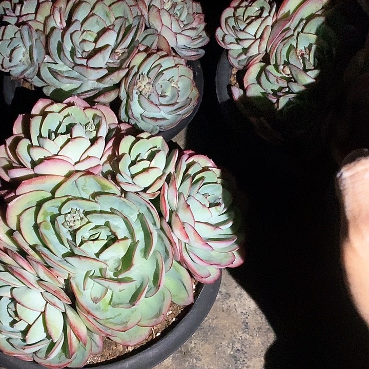 牡丹亭多肉植物9-3