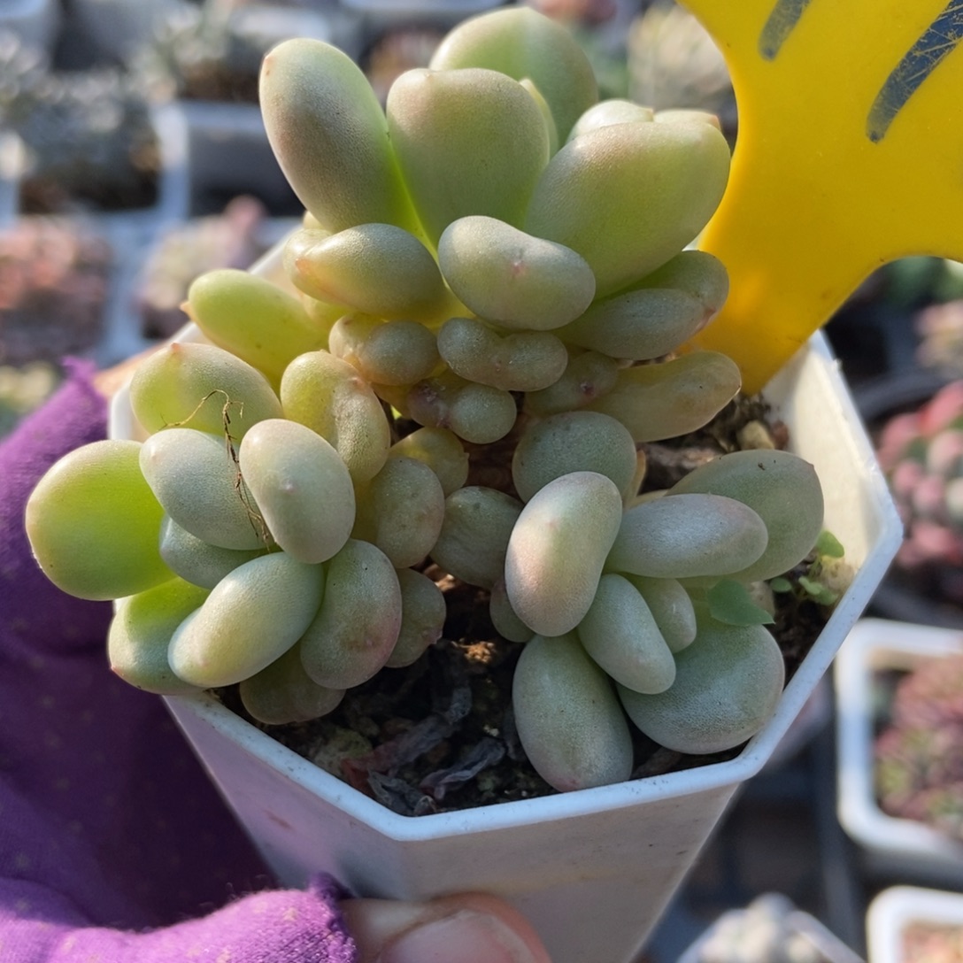 710比尔盖茨多肉植物