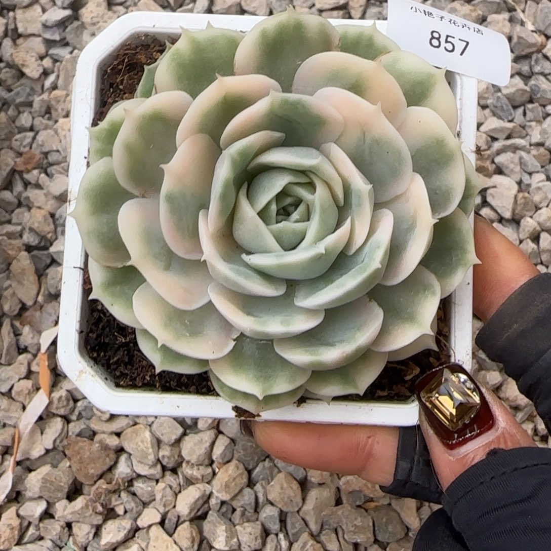 857昂斯诺锦多肉植物锦