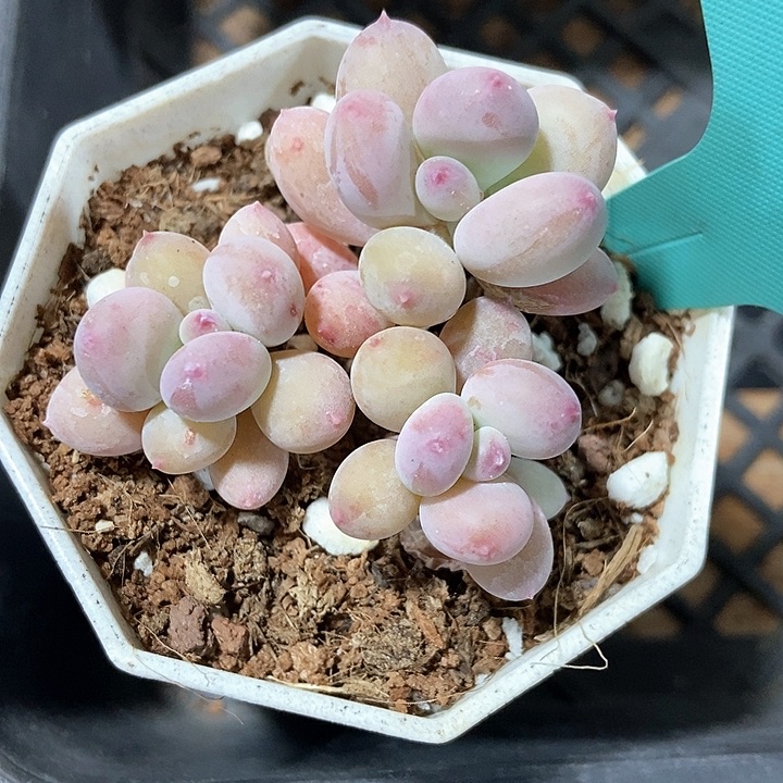 多肉植物248多肉