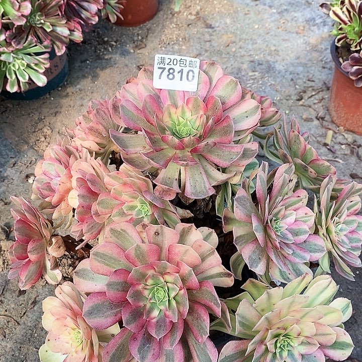 7810 一颗雨何发售