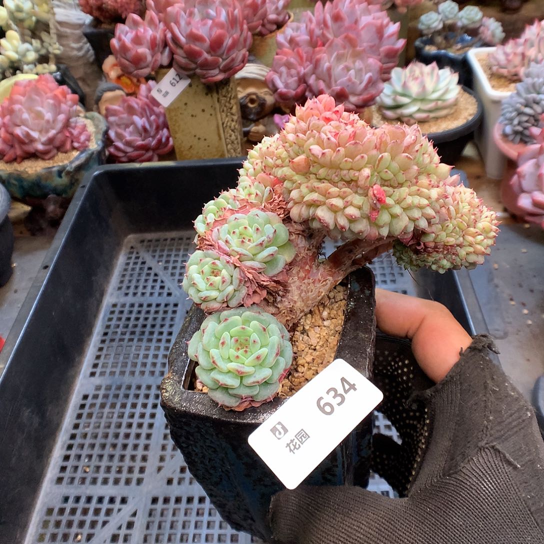 634白胖綴化多肉植物66666