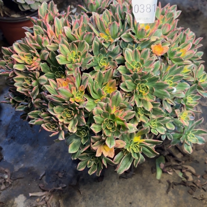 甜茶多肉处理不包断头0381