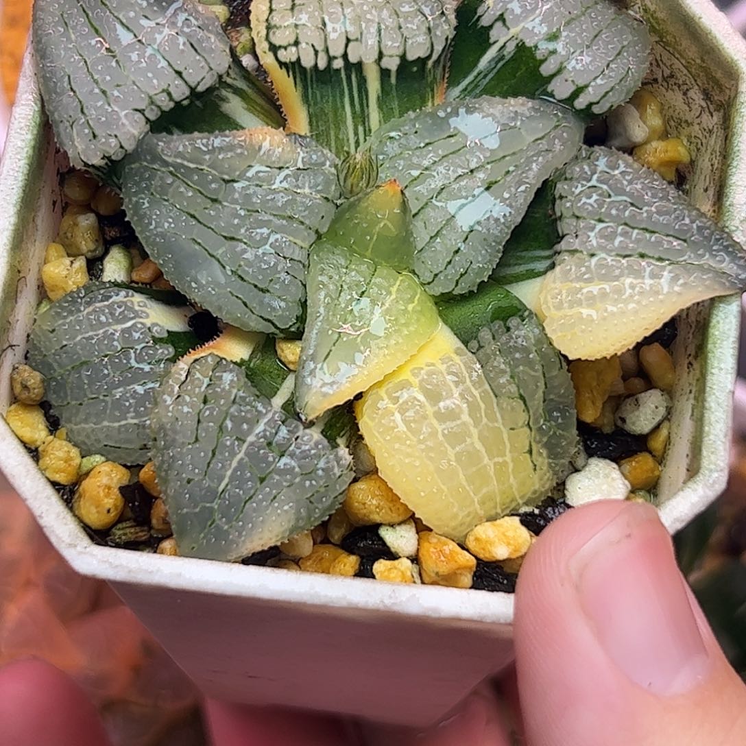 天空之镜锦十二卷