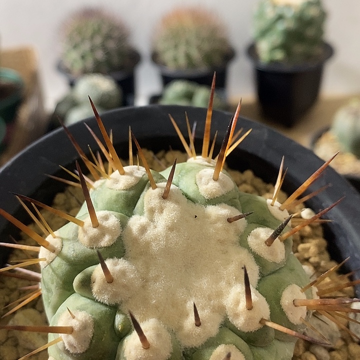 自根黑王丸仙人球专拍