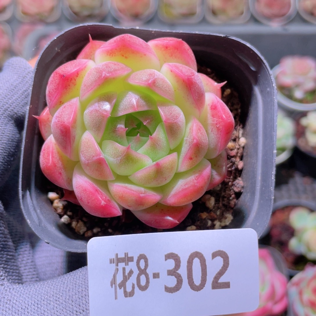 花利美 8-302麦秆