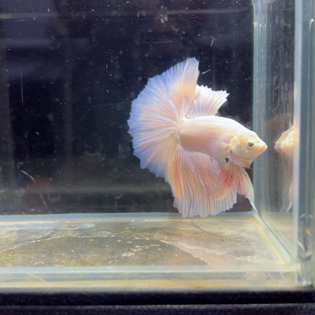 斗鱼浅色特殊尾hhhh