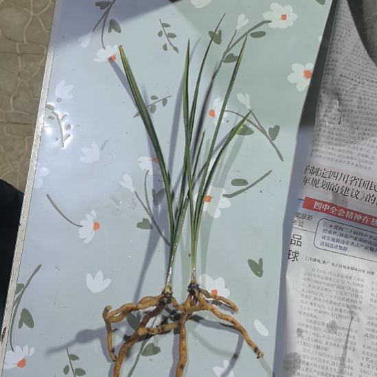 完全开放旗云老苗