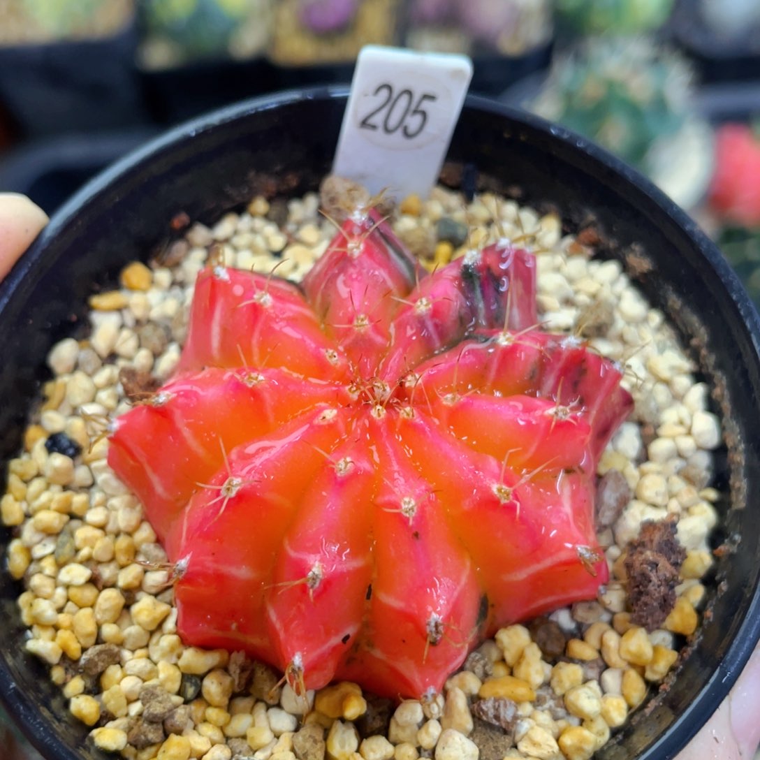 盆5公分满25包邮裸根发货