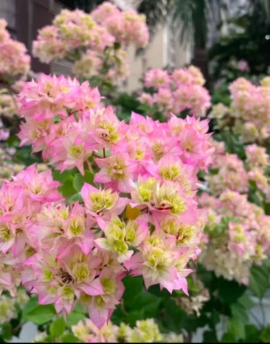 【重瓣系列】三角梅落花落叶光杆属于正常情况介意慎拍拍下默认接受