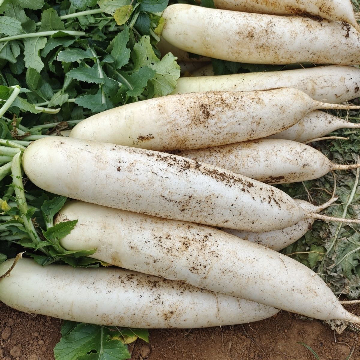 湖南新鲜农家白萝卜脆甜多汁可生吃适合炖肉的应季蔬菜