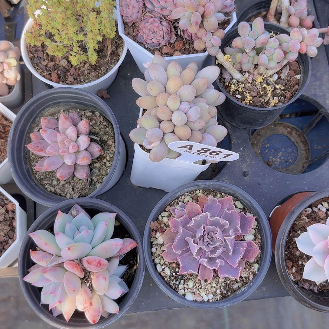 A861汤圆一物一拍