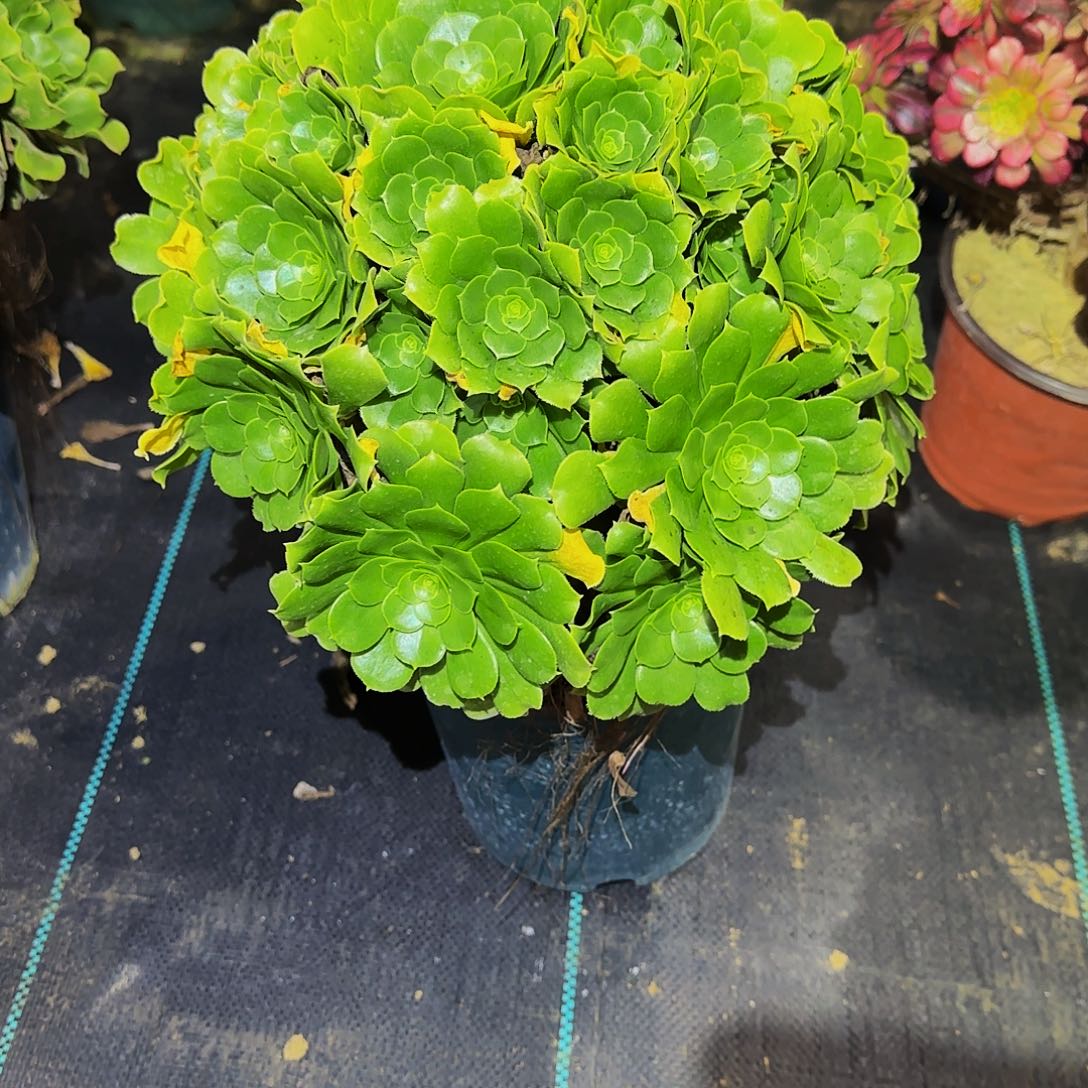 多肉植物绿玫瑰老庄