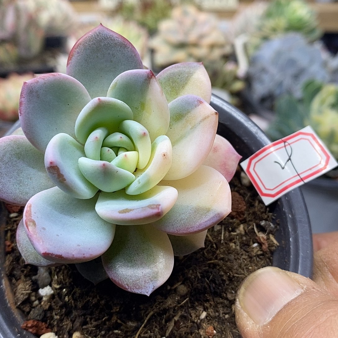 2229 橙梦露花脸锦 需延时发货