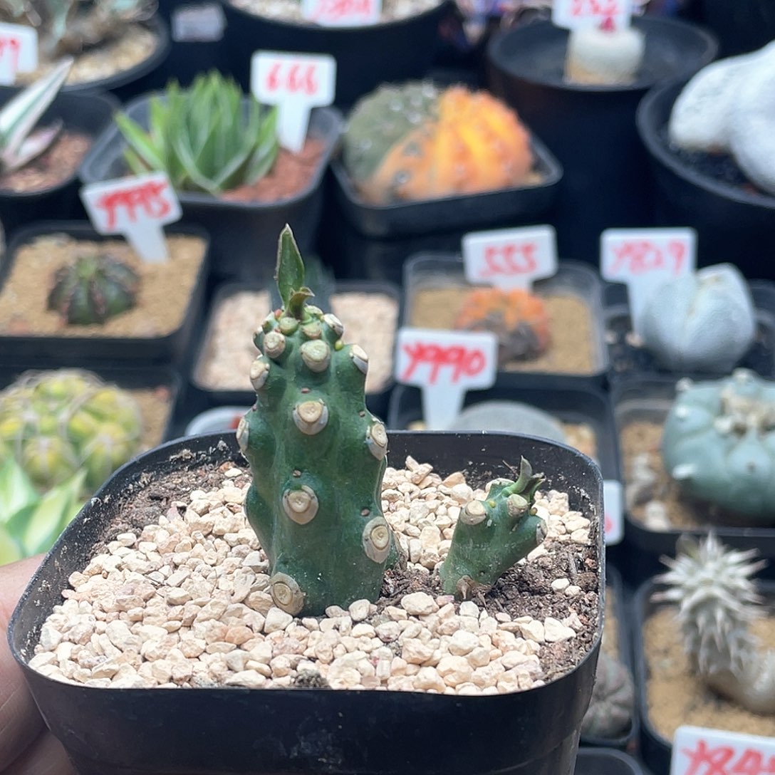 无刺霸王鞭 致远多肉
