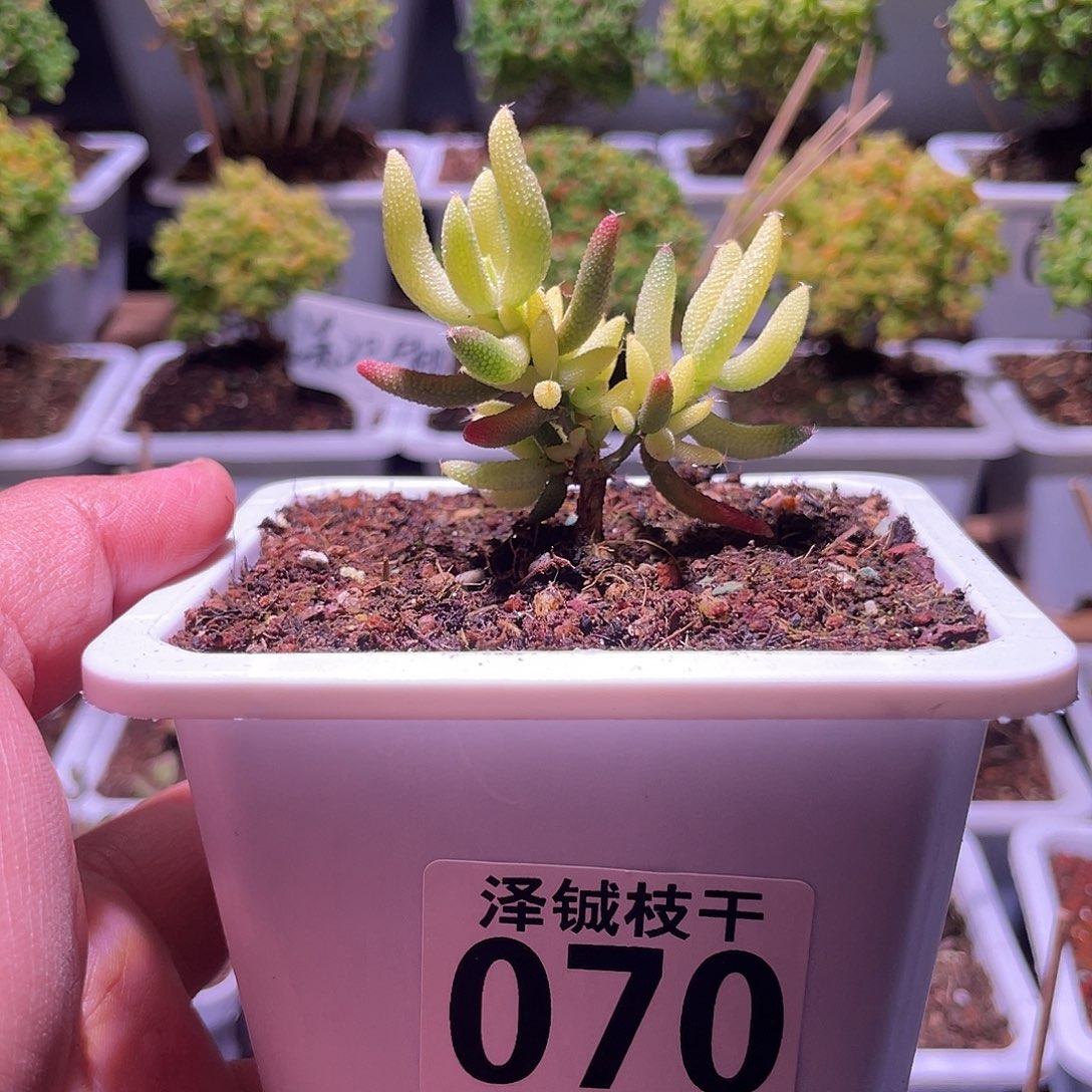 070枝干番杏玉米锦度夏老杆