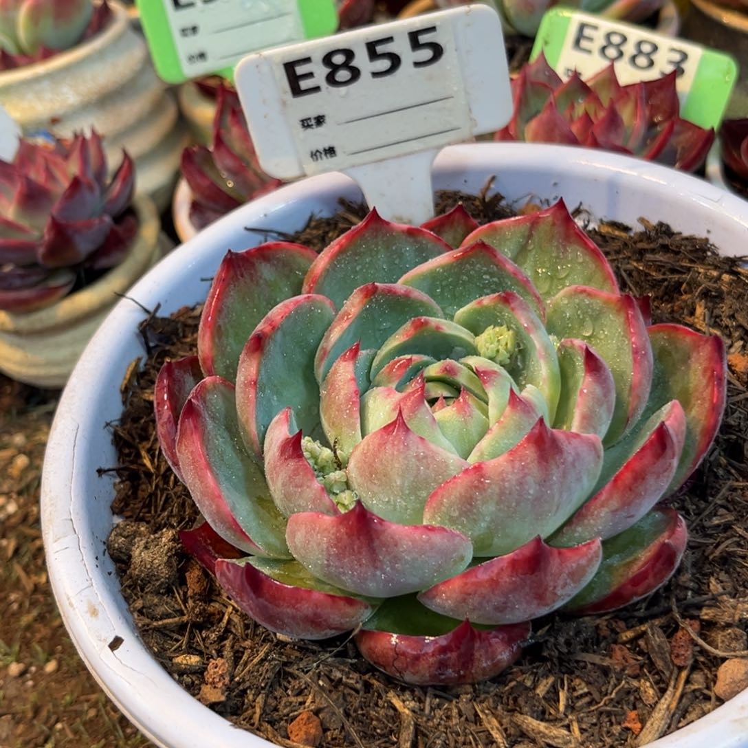 惊鸿一瞥855号多肉