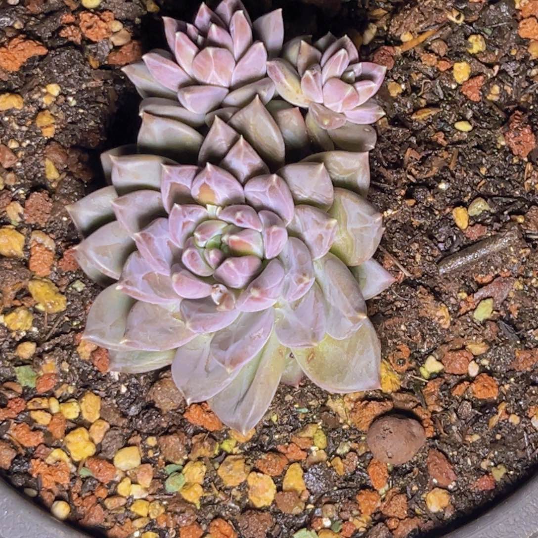 多肉植物幻影sp406