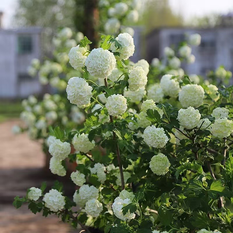 木绣球玫瑰庭院花苗盆栽植物耐寒耐热易养护造景绿植带花一加仑