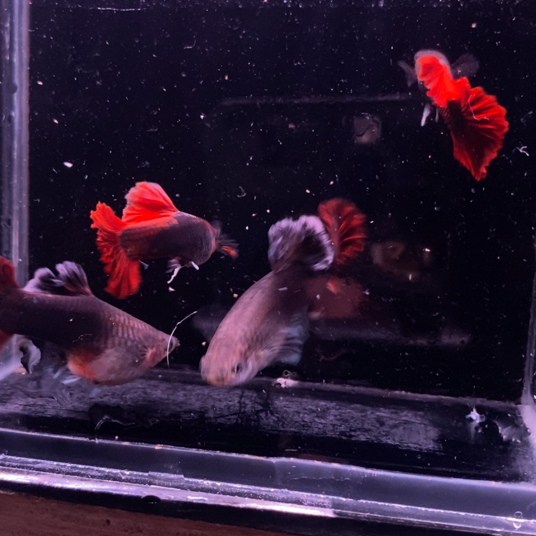 雷***哥孔雀鱼菊花帆两对