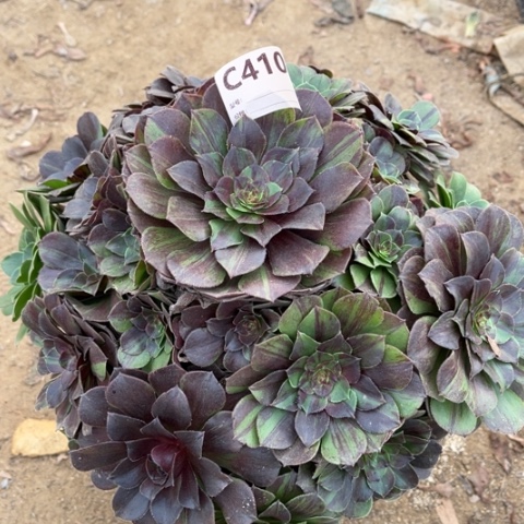 多肉植物花月夜捧花