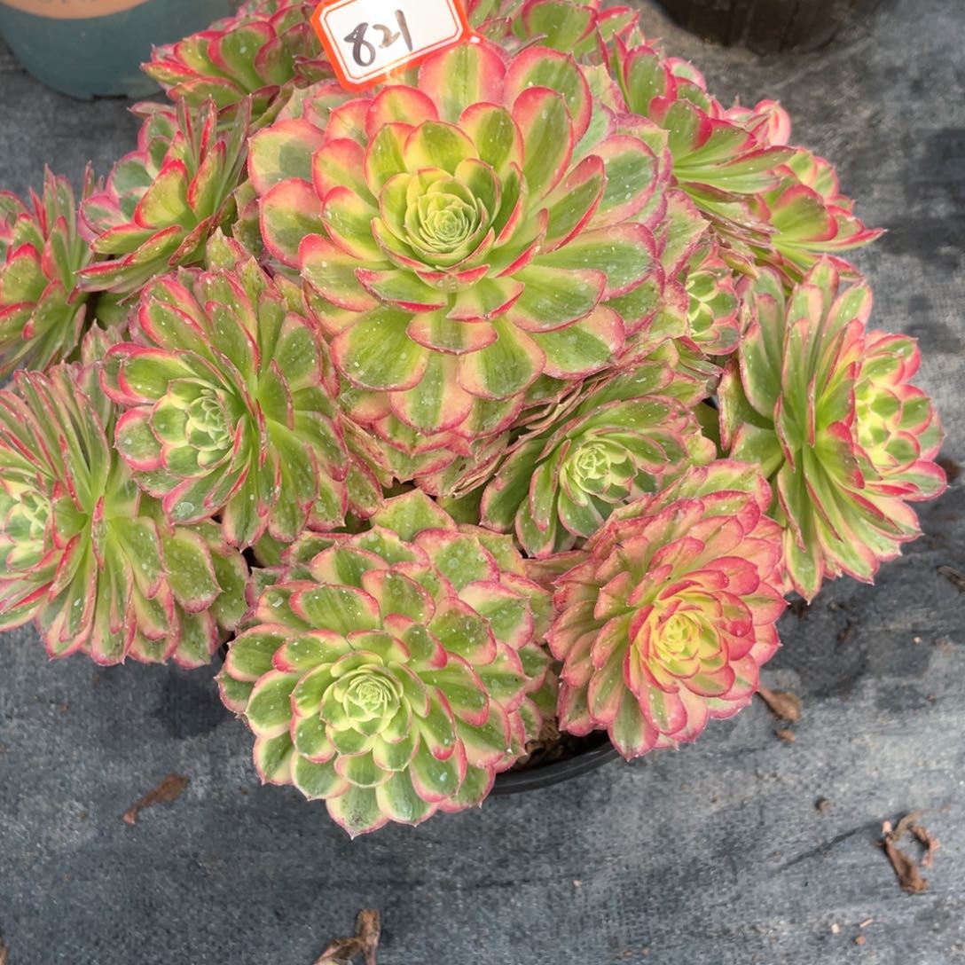 万圣节粉钻老桩手捧821