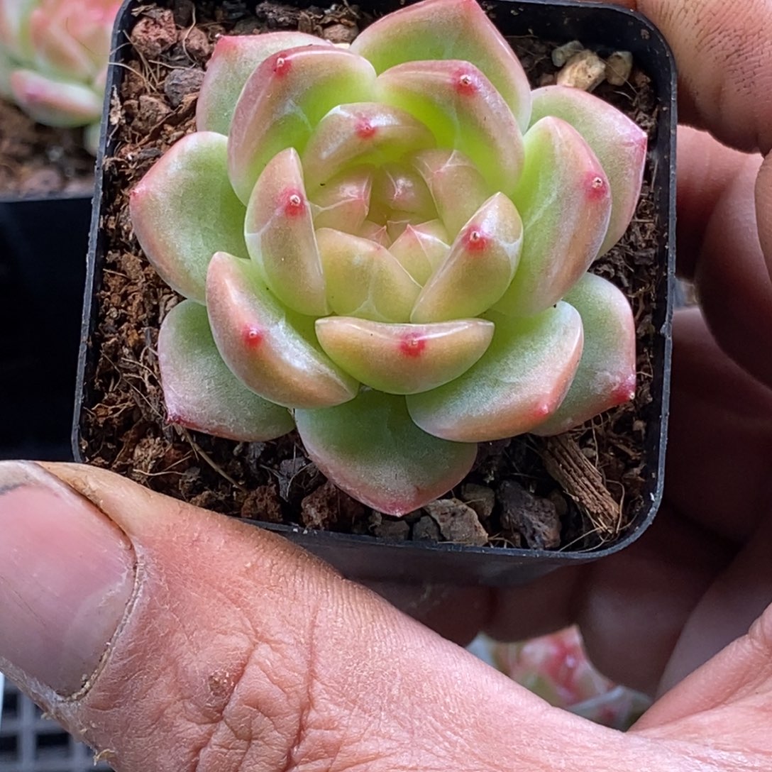 天官赐福百无禁忌