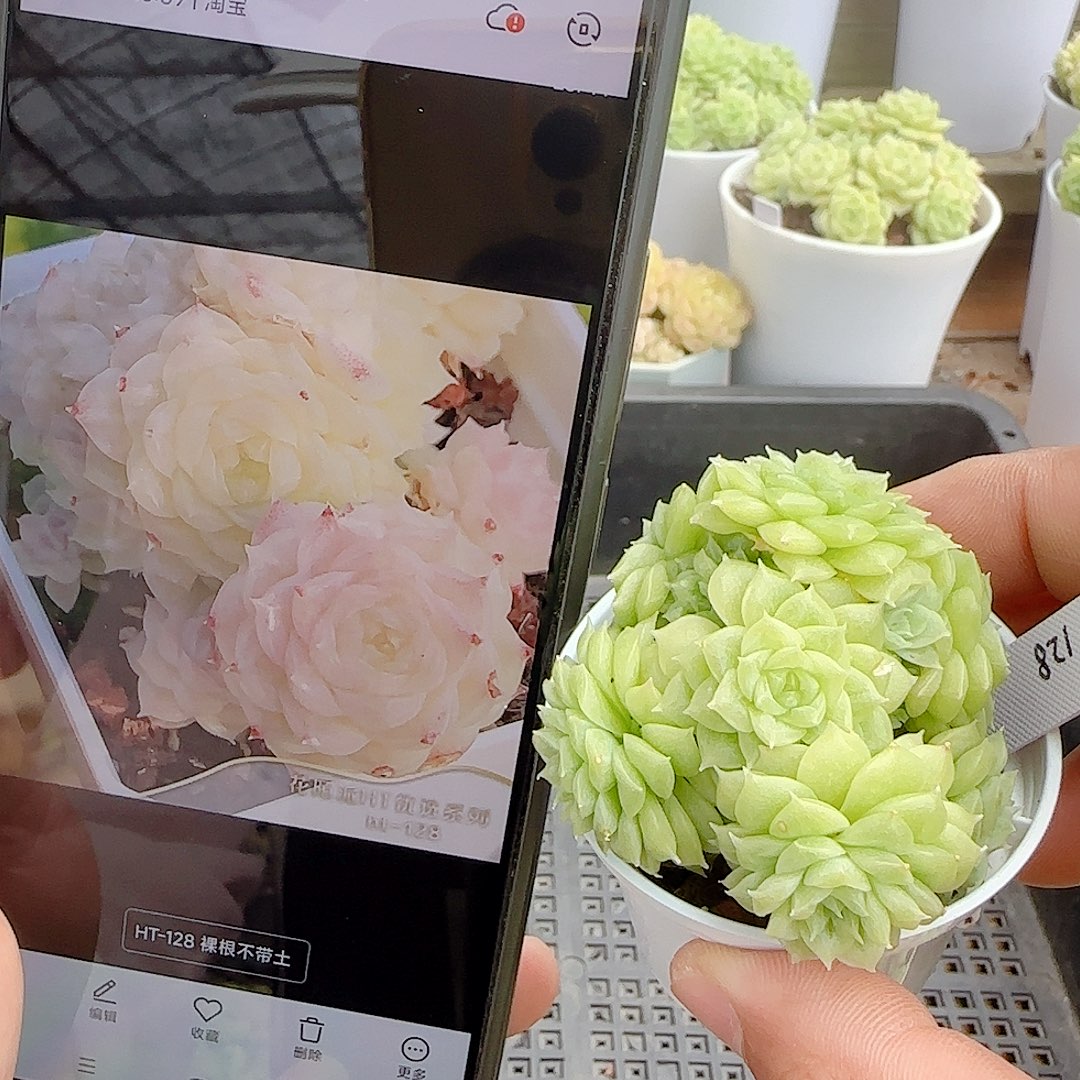 雾***屿【闪购商品】0826-38（ht-128）