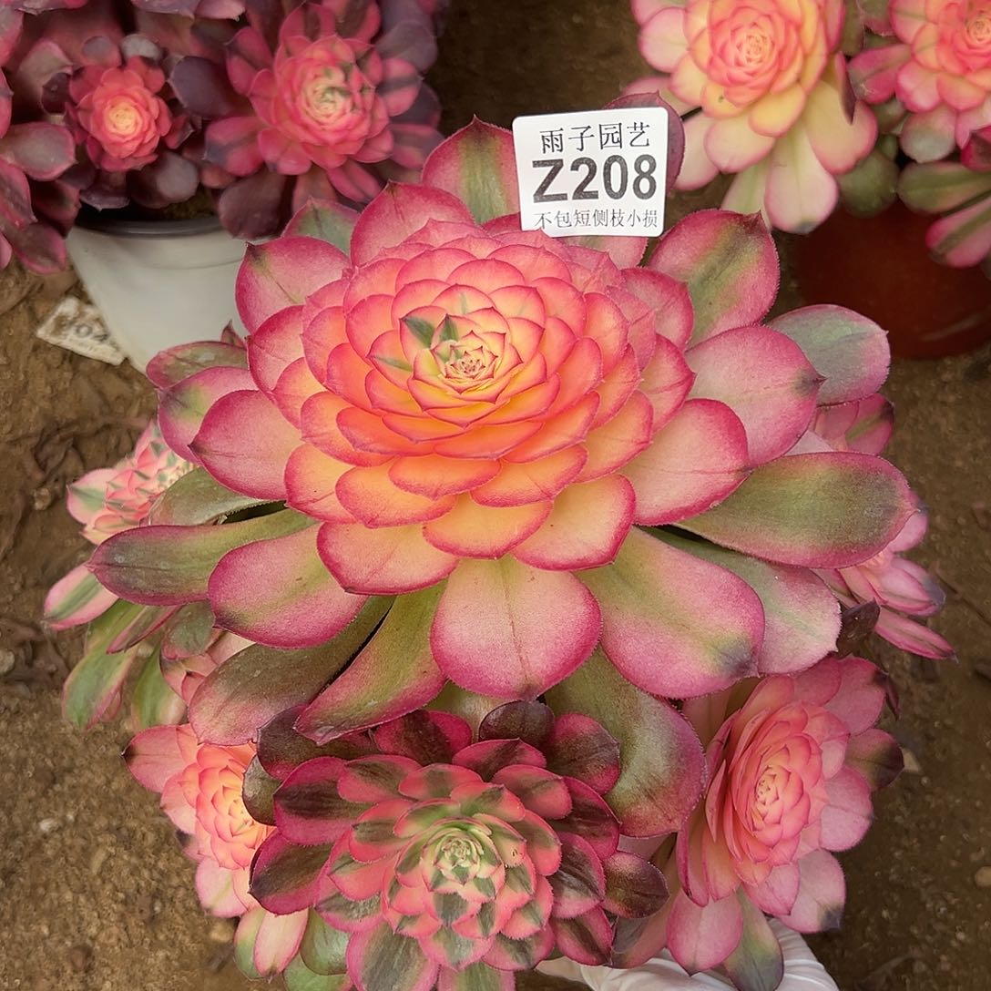 208荔枝尺寸23左右