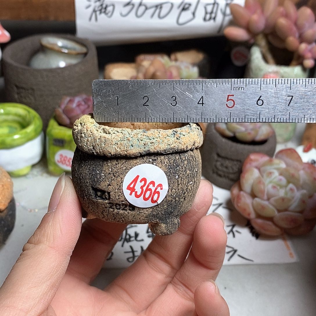 红陶拍5送一个小