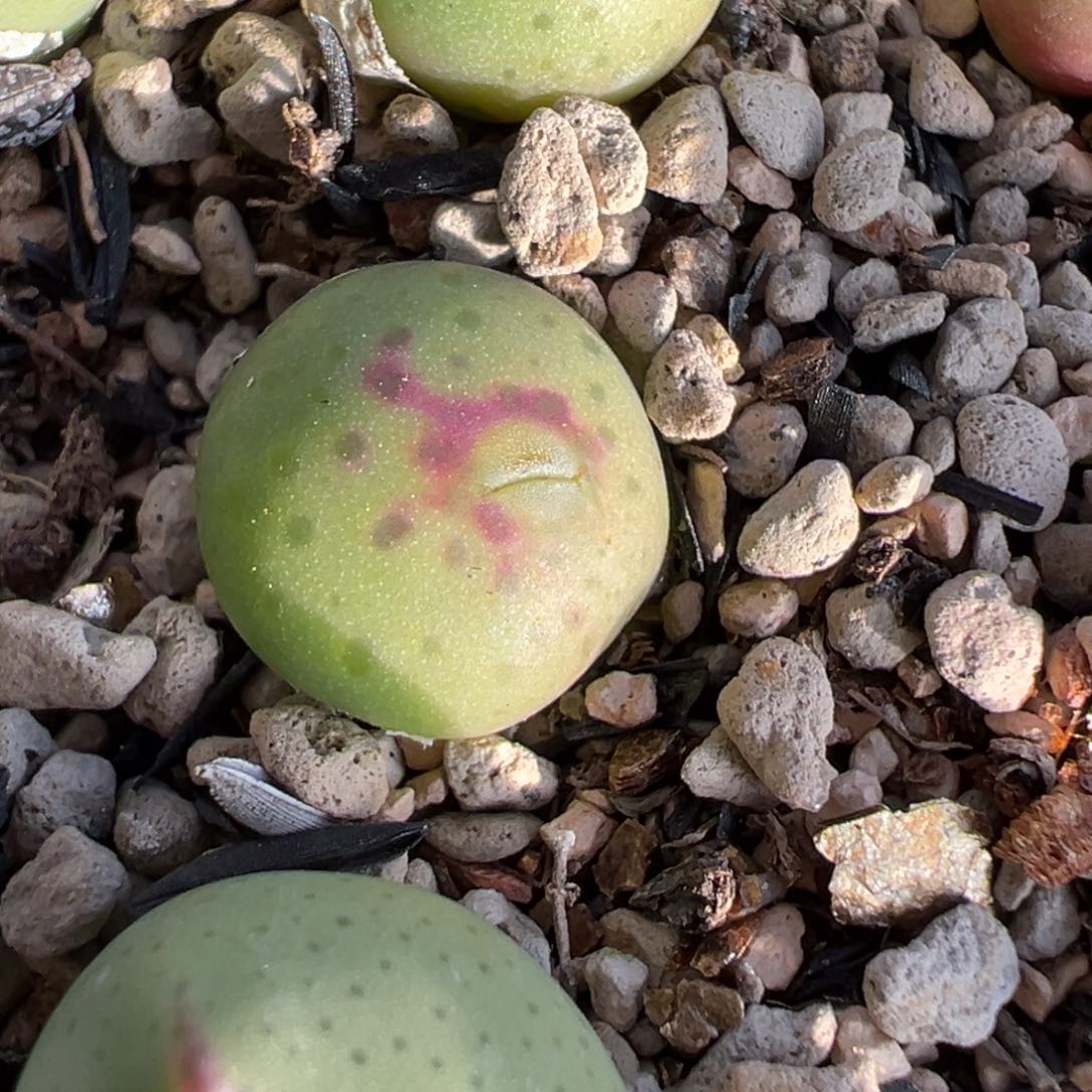 玉米杂皮卡丘多肉