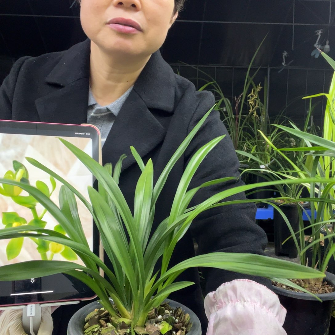 完全开放墨兰矮种素荷6苗