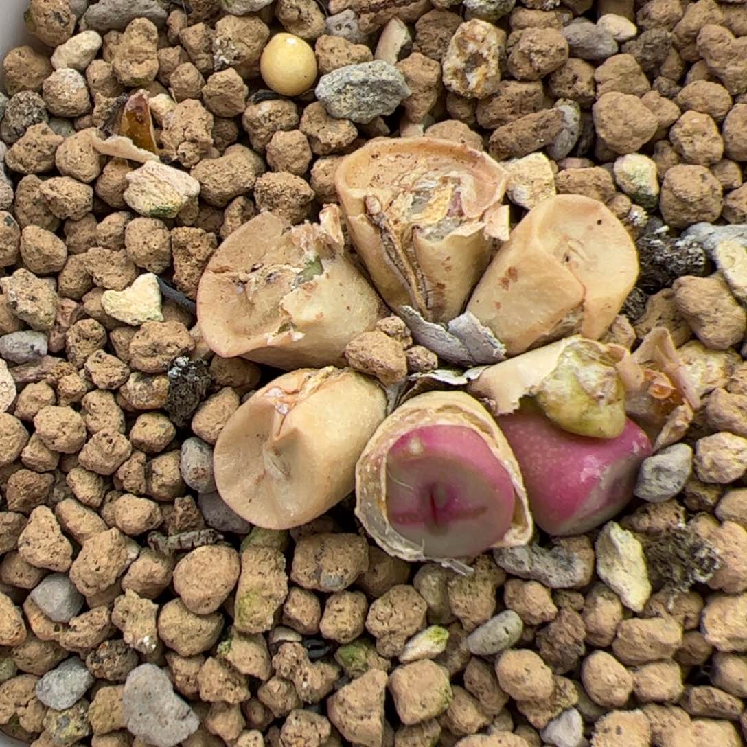 0694号 十字纽扣 多肉植物