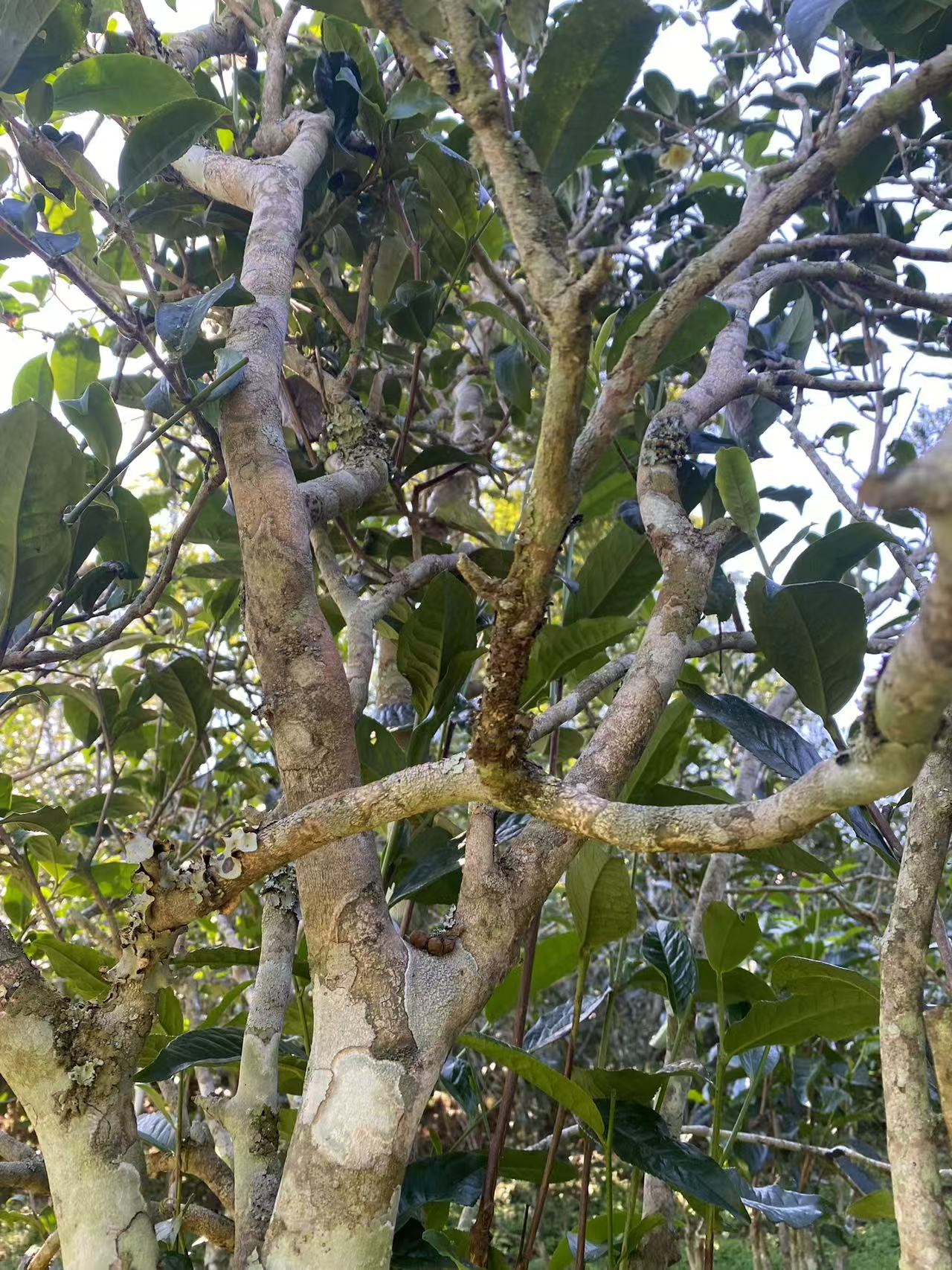 云南临沧普洱茶生茶散茶饼茶
