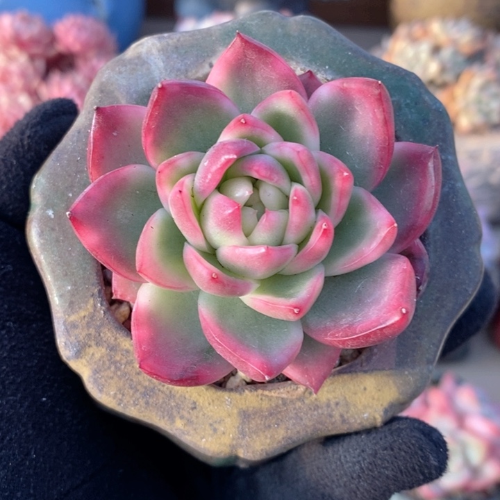 水晶珍妮锦 韩货精品