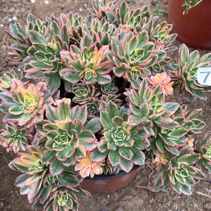 743:多肉植物甜茶