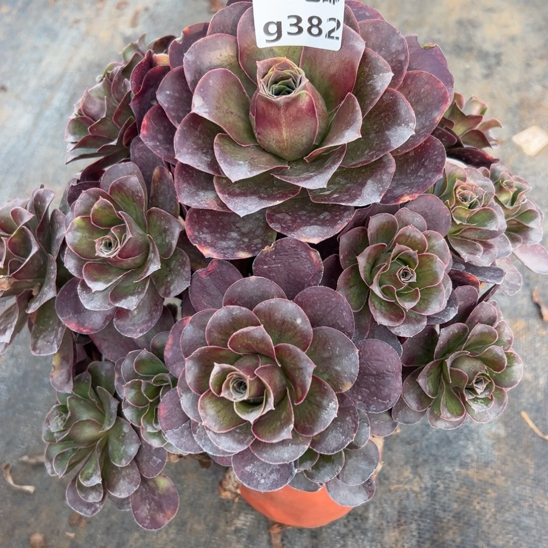 382魅金，多肉法师