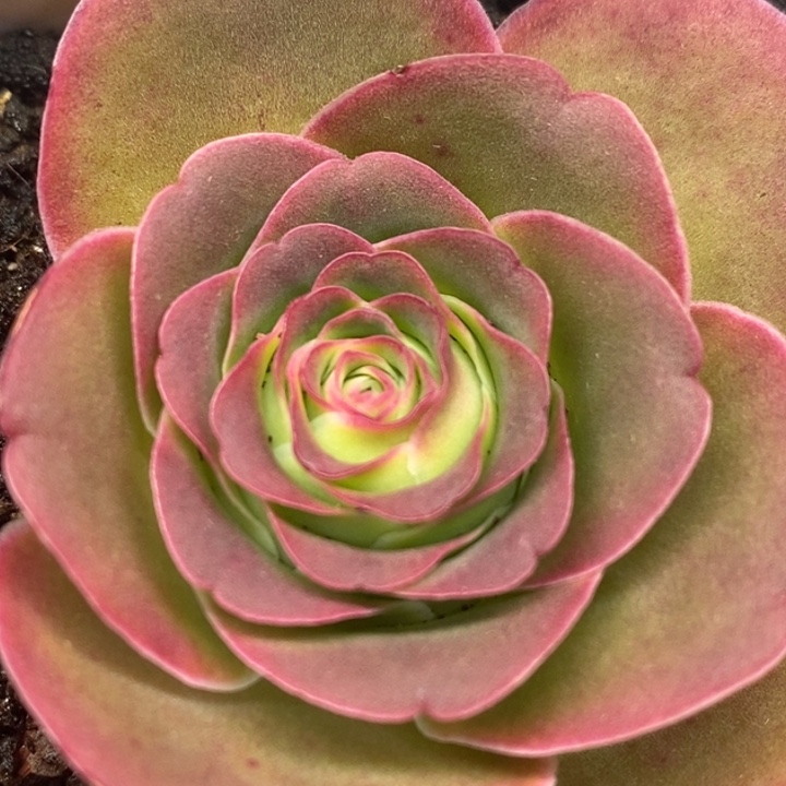 开播福利-93-冠幅 3Cm