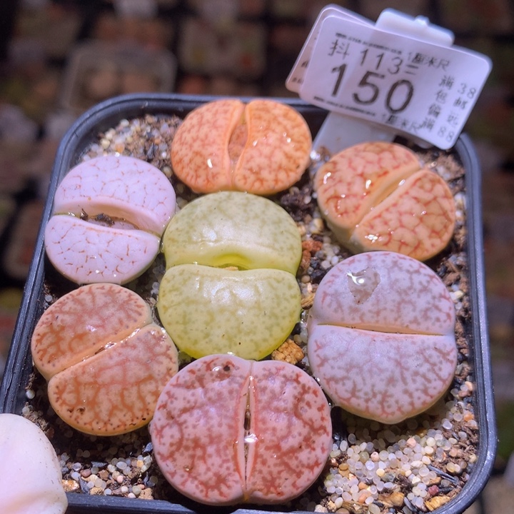 精品生石花113.150