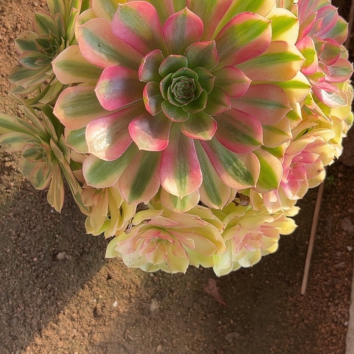 多肉植物雨荷锦…………