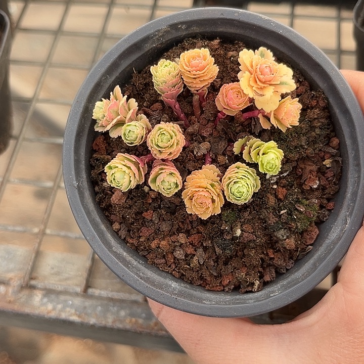 我也不知道我为什么要