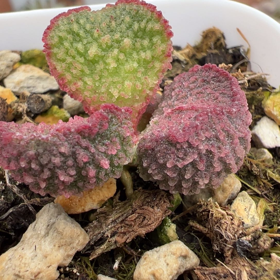 实生新品多肉植物水泡多肉植物