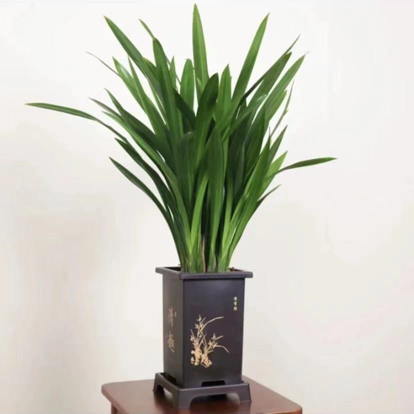 墨兰盆栽室内阳台办公室好养护四季常青花卉