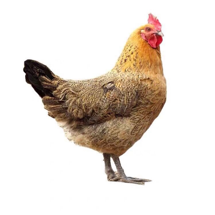 【2只装】农家散养黄羽黑爪老母鸡带部分内脏速冻发顺丰